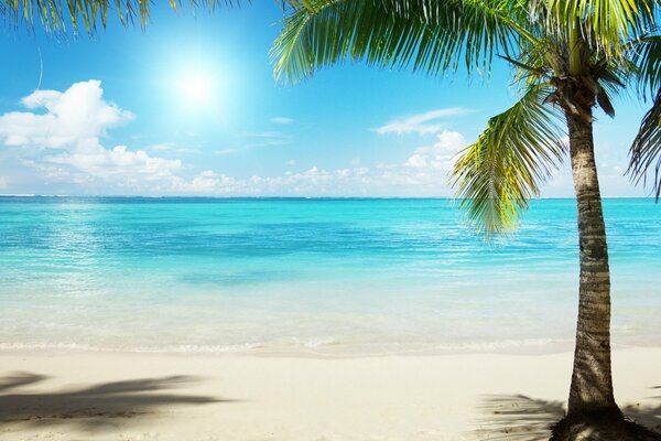 Landscape with a palm tree on the background of a blue lagoon