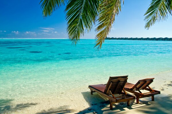 Chaises longues sous un palmier sur un fond d océan Azur