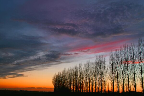 Sunset over the trees. Beautiful sky