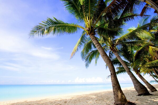 Palm trees on the shore of a sandy beach