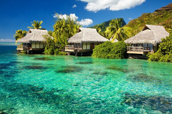 Bungalow with palm trees on an island in the ocean