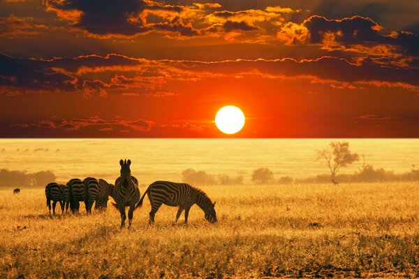 African plain, a herd of zebras grazing on the background of a scarlet sunset