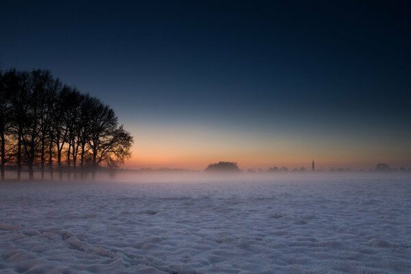 Árboles en invierno en la niebla y la nieve