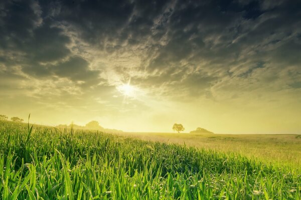 Frühlingsfeld von der Sonne überflutet, helles, saftiges Gras