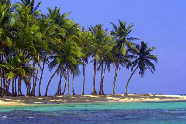 Plage de la mer avec des palmiers et un ciel bleu clair