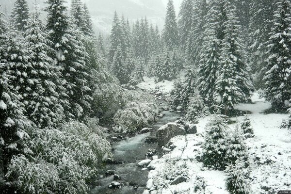 Bosque nevado. Naturaleza fresca