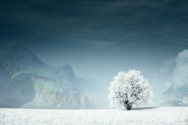 Arbre enneigé sur fond de montagnes