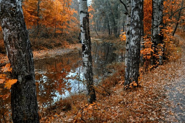 Crimson autumn on the shore of a pond with beautiful birches