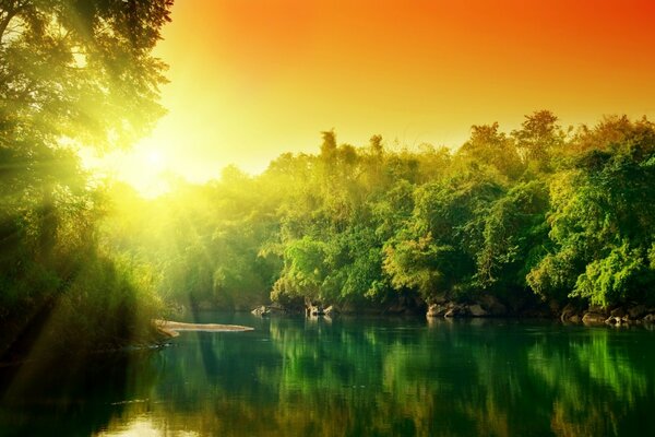 Gli alberi si riflettono nel lago della foresta