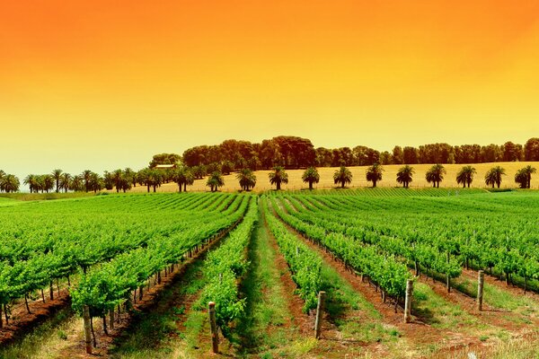 Naturaleza elegante, plantaciones de olivos