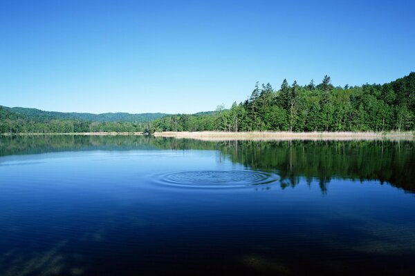 Schöner blauer See im Wald