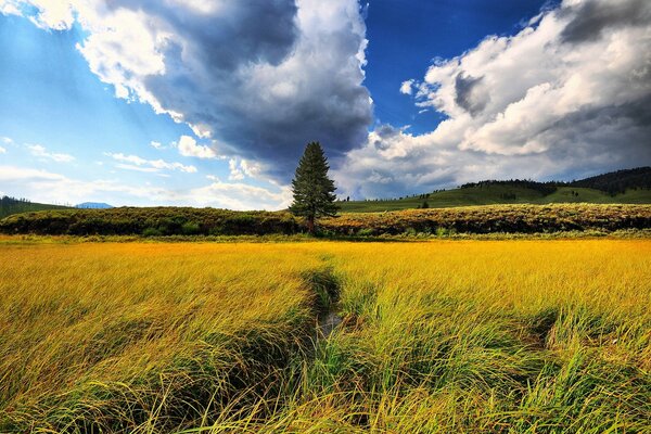 Warten auf Regen über dem goldenen Feld