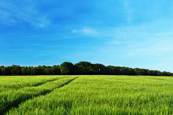 Paisaje de Lena con campo y bosque