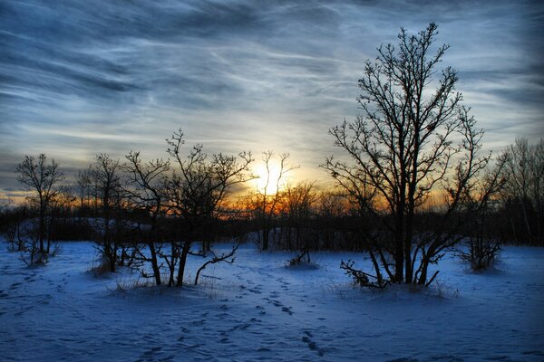 Winterwald-Landschaft im Morgengrauen