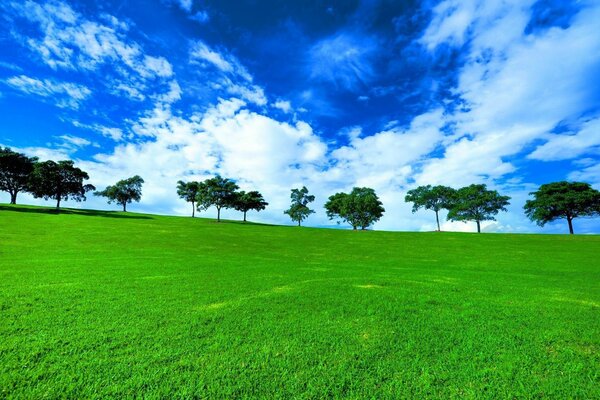 Green grass and blue sky