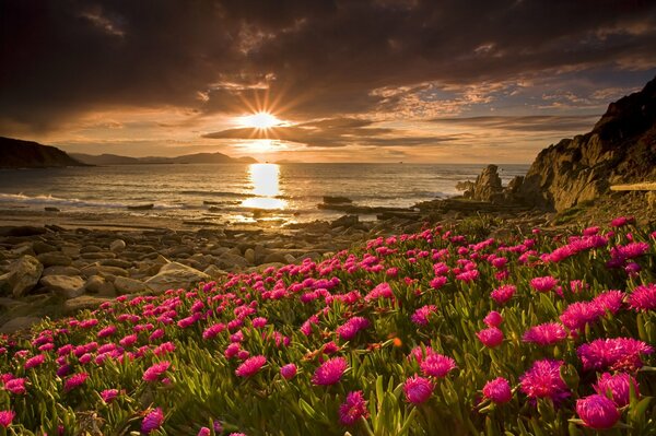 Unusual view of flowers on the background of sunset on the seashore