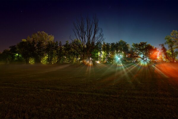 Luci tra gli alberi nella foresta