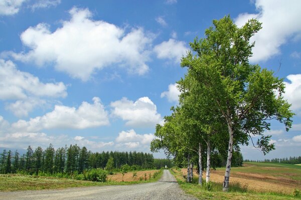 Summer road going to the birch forest