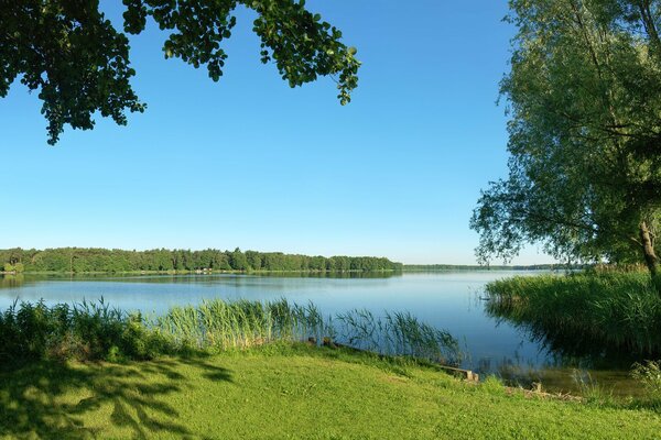 Beautiful nature, river in reeds