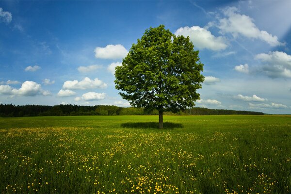 Blooming Dandelions in the field