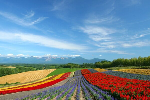 Champ de fleurs avec tulipes