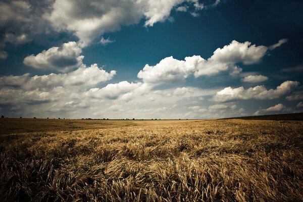 Clouds over the field. Colorful landscape