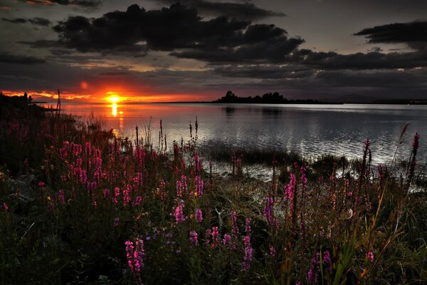 Orange Sonnenuntergang. Die Sonne geht ins Wasser. Himbeerblumen am Ufer