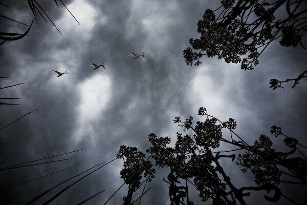 Vögel am grauen bewölkten Himmel Ansicht von unten