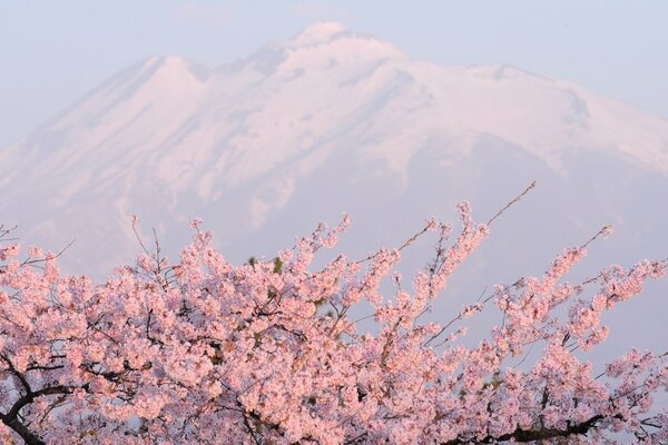 Cherry blossoms on the background of a snow-capped mountain