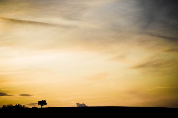 A silhouette of grass and a tree against a yellow sky with feathery clouds