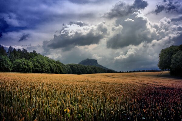 Weizenfeld unter dunklen Wolken in der Nähe des Waldes