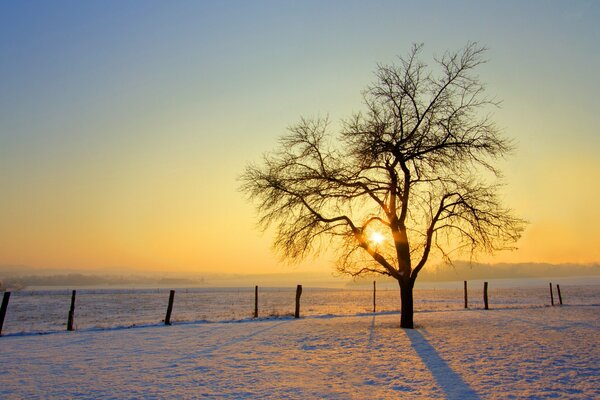 Un árbol solitario en un campo de invierno