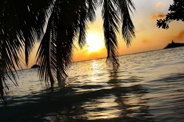 Hojas de palmeras en el fondo de la puesta de sol sobre el mar