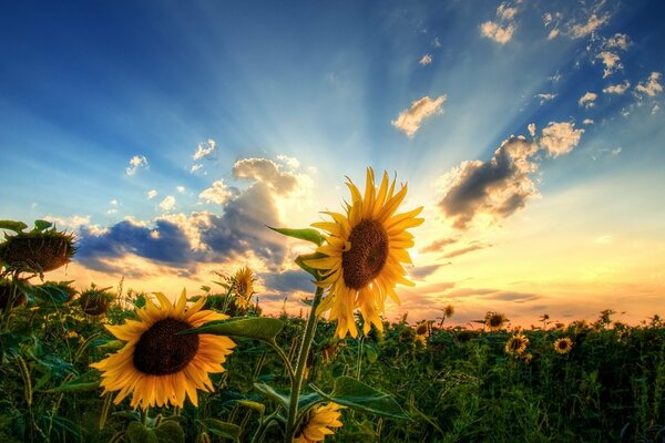 Feld mit Sonnenblumen auf Sonnenuntergang Hintergrund