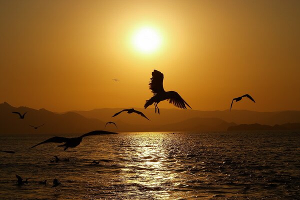 Flying birds at sunset over the sea