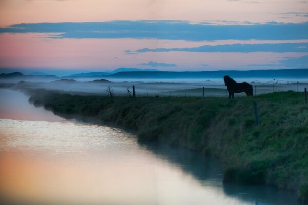 Caballo solitario en la niebla