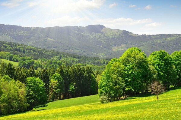 Das Bild, in dem der sonnige Wald des Berges abgebildet ist