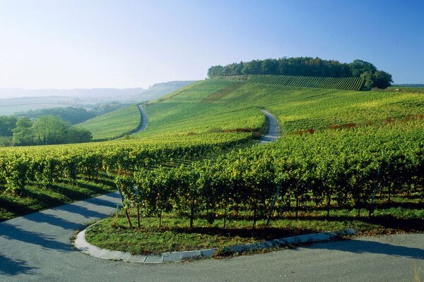 The road along the vineyards in Germany