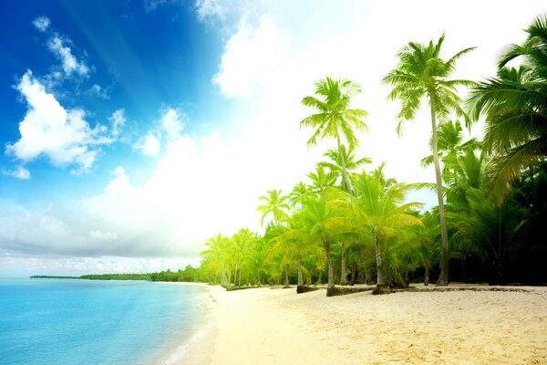 Paysage ensoleillé de bord de mer avec palmiers