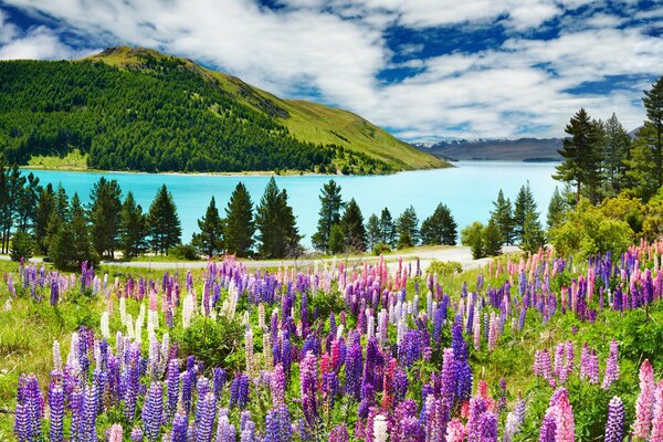 Paesaggio di lavanda sul fianco delle montagne