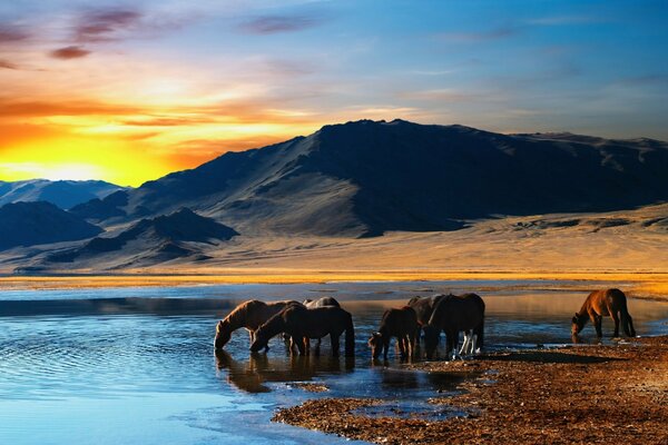 Chevaux sur le point d eau, derrière la chaîne de montagnes du ciel au coucher du soleil