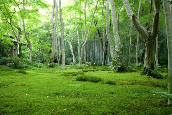 Grüne Lichtung im japanischen Wald