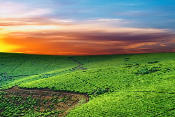 Horizon over a green field