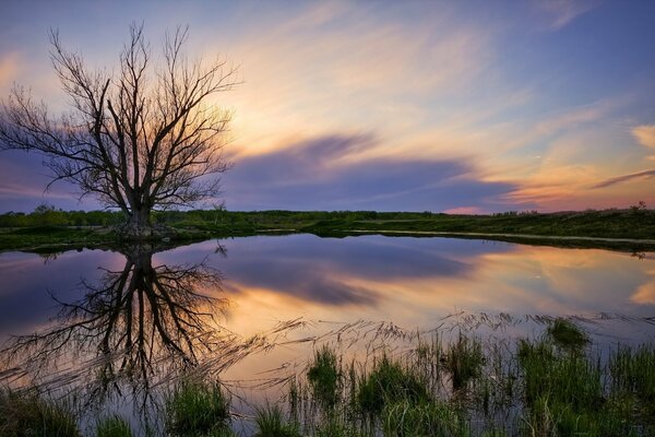 Nuages incroyables et arbre solitaire