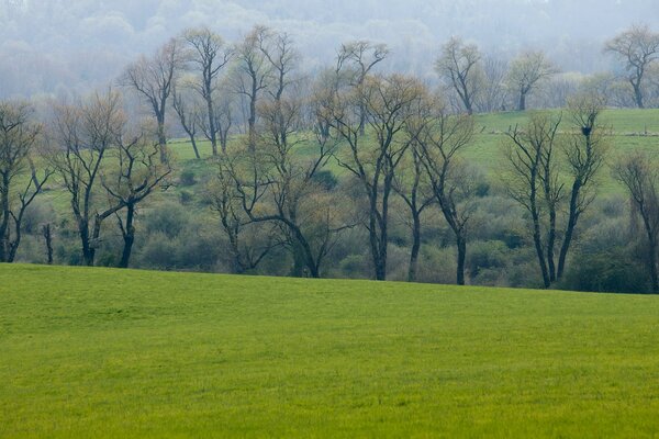 Der Frühling ist immer schön grün das Gras beginnt zu wachsen