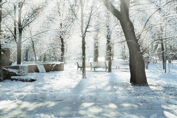 Parque de invierno iluminado por el sol