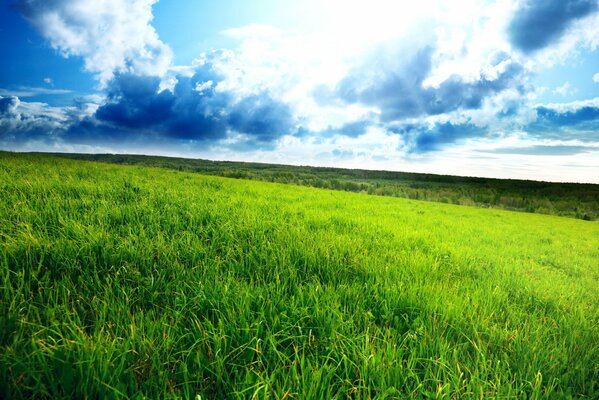 Prairie verte sans fin avec de l herbe longue