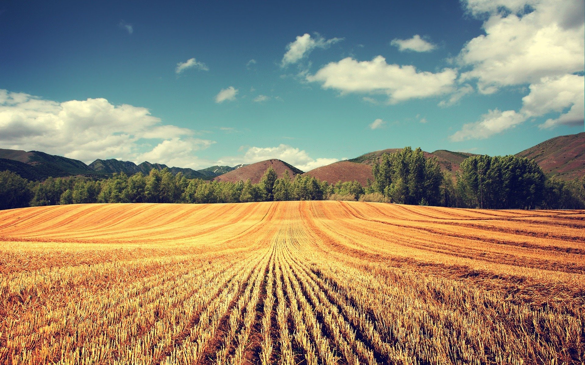 the field wheat vintage ears tree