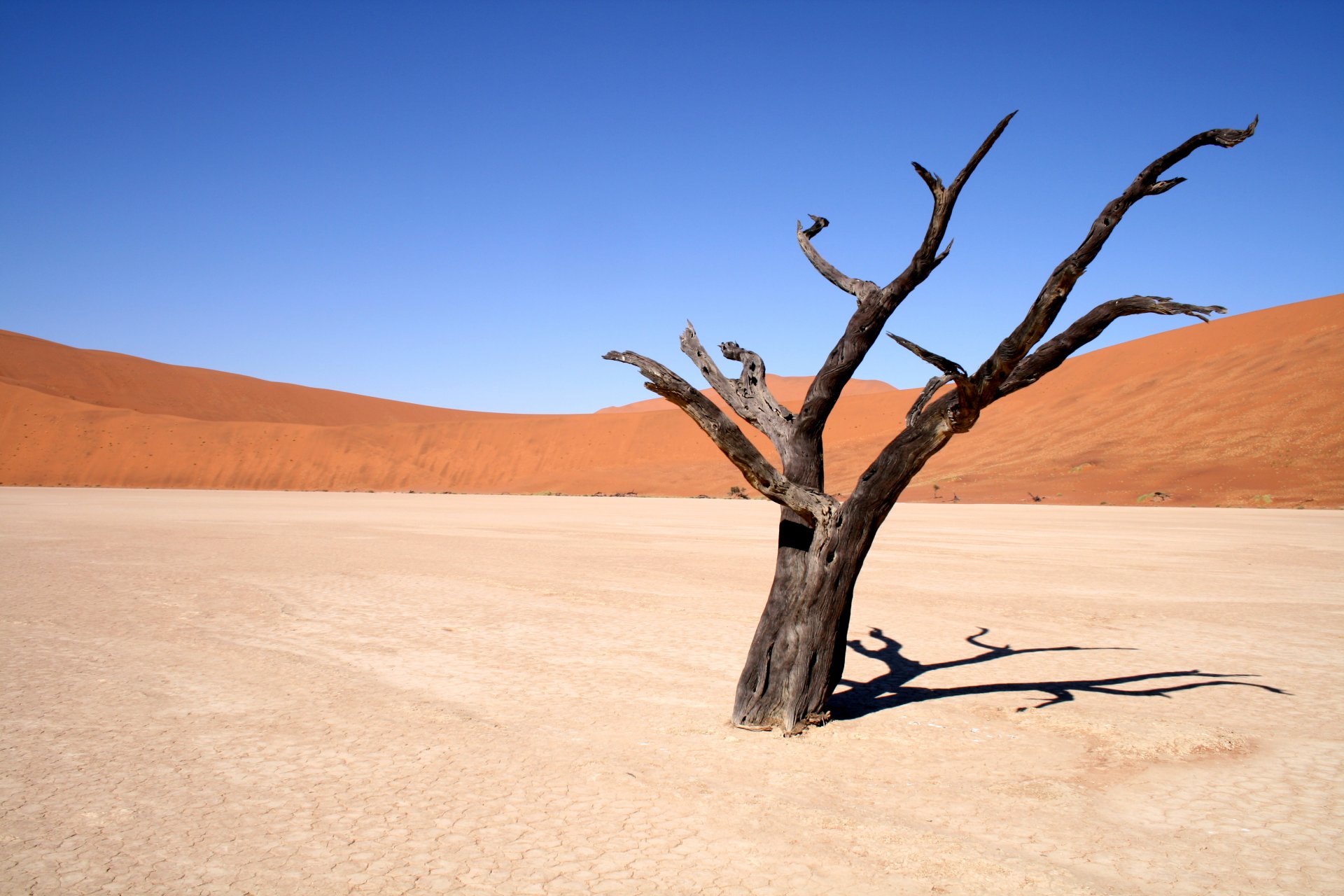 paesaggio deserto albero sabbia cielo vento