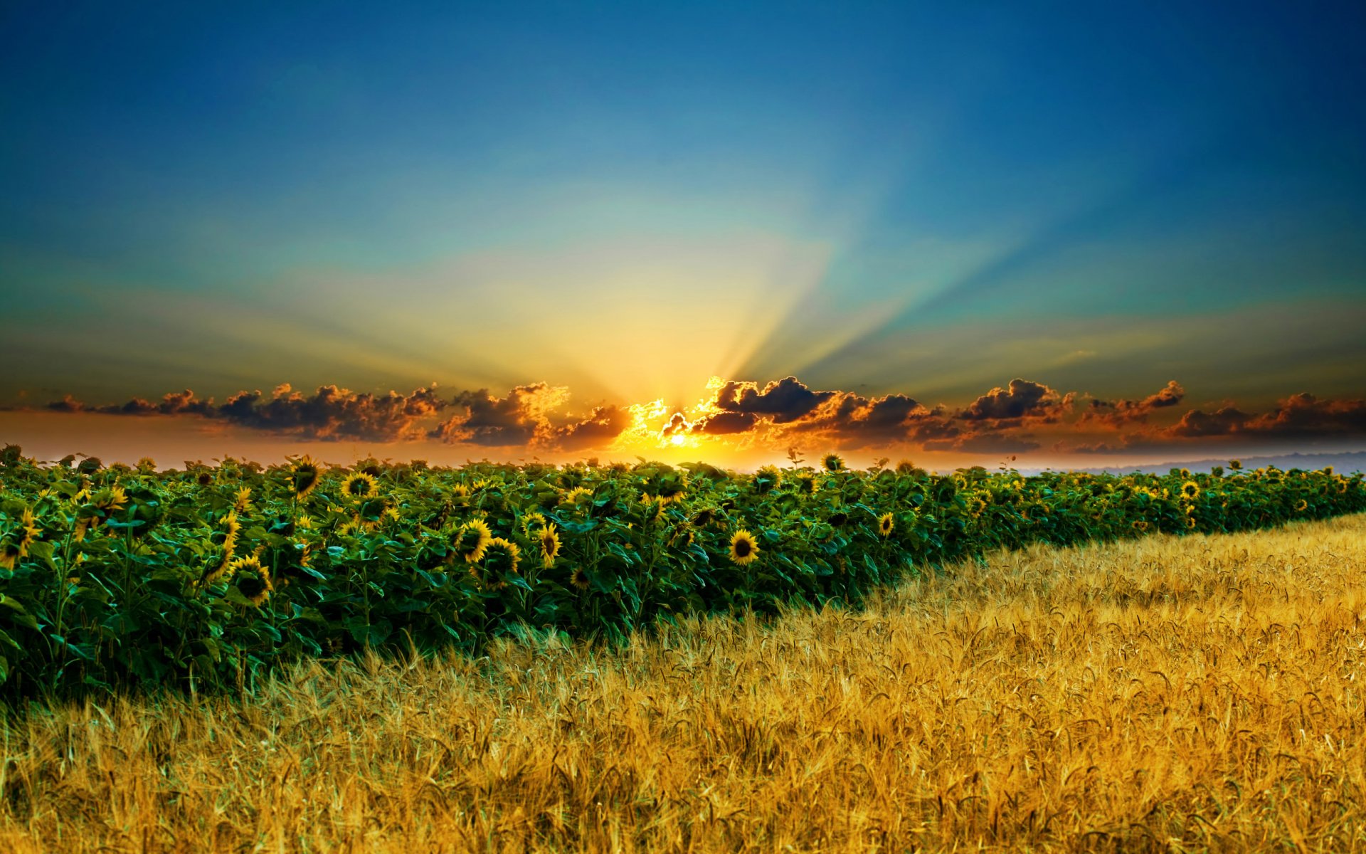 girasoles espigas campo cielo sol nubes